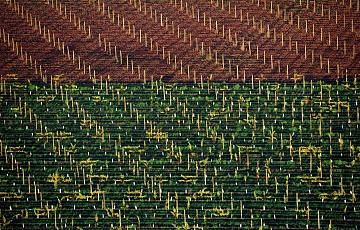 «Виноградники. Австралия », 2004